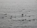 Black and white photo of flock of birds at the sea