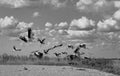 Black and white photo of a flock of storks taking off above the ground Royalty Free Stock Photo