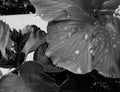 Black and white photo of a flower with water drops on the peddles