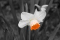 Black and white photo. Flowering daffodil in the garden