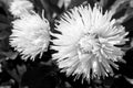 Black and white photo. Flowering flowers in the garden in autumn.