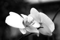 Black and white photo. Flowering orchid, houseplant