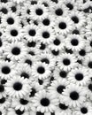 black and white photo of white flowers, daisies, made of flowers, 3d, ultra hd