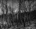 Black and white photo of a forest burnt down by fire