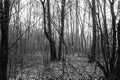 a black and white photo of a forest scene with the leaves scattered on the ground Royalty Free Stock Photo