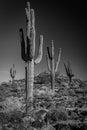 A black and white photo of four saguaro on the side of a hill in the Sonoran Desert. Royalty Free Stock Photo