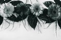 Black and white photo, four tender gerbera flowers on a table