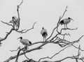 Black and white photo of four White ibis birds