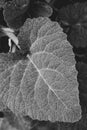Black and white photo of fresh textured burdock leaf surface with leaf veins closeup and jagged edge. Summer leaves of burdock