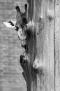 Black and white photo of a giraffe looking from behind the tree. Funny moment from Prague ZOO. Giraffe`s face with brick wall in t Royalty Free Stock Photo