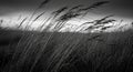 Black And White Photo Of Grass Blowing In The Wind Royalty Free Stock Photo