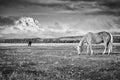 Black and white photo of grazing horses, Wyoming, USA Royalty Free Stock Photo