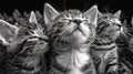 A black and white photo of a group of kittens looking up, AI Royalty Free Stock Photo