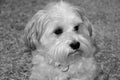 Portrait of a young havanese in black and white Royalty Free Stock Photo