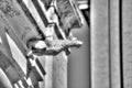 Black and white photo of a historic stone gargoyle on the edge of an old house in Mdina city, historic capital of Malta