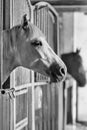 Black and white photo of horse on barn Royalty Free Stock Photo