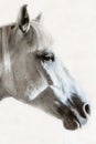 Black and white photo of horse on barn Royalty Free Stock Photo