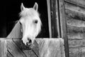 Black and white photo of horse on barn Royalty Free Stock Photo