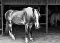 Black and white photo of horse on barn ai Royalty Free Stock Photo