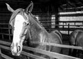 Black and white photo of horse on barn ai Royalty Free Stock Photo