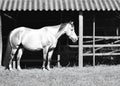 Black and white photo of horse on barn ai Royalty Free Stock Photo