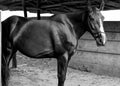 Black and white photo of horse on barn ai Royalty Free Stock Photo