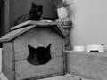 Black and white photo of a kitten resting on her house Royalty Free Stock Photo