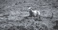 Black and white photo Lamb