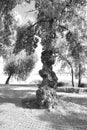 Black and White Photo of the Leafless Branches from a Dead Tree. old twisted tree black and white photo Royalty Free Stock Photo