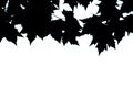 Black and white photo. The leaves of the tree on a white background. Royalty Free Stock Photo
