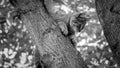 Black and white photo of little kitten being afraid sitting on on tree top at garden Royalty Free Stock Photo