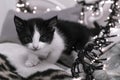 Black and white photo of a little kitten with a garland Royalty Free Stock Photo