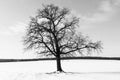 Black and white photo of lone tree on white background