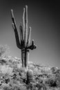 A black and white photo of a lonely Saguaro Cactus on the side of a desert hill. Royalty Free Stock Photo