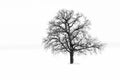 Black and white photo with lonely tree in winter Royalty Free Stock Photo
