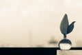 Black and white photo of a magnolia flower bud in a small round glass vase with a window behind Royalty Free Stock Photo