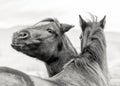 Two playful ranch horses standing together, one looking at camera Royalty Free Stock Photo