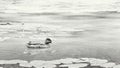 A black and white photo of a mallard duck on a calm pond