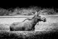 Black and White photo of a Moose Cow in Fishercap Lake in Glacier National Park