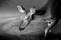 Black and White Photo of a Mule Deer feeding on the watermilfoil on the bottom of Fishercap Lake, Glacier National Park