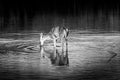 Black and White Photo of a Mule Deer feeding on the watermilfoil on the bottom of Fishercap Lake, Glacier National Park