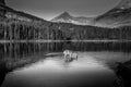 Black and White Photo of a Mule Deer feeding on the watermilfoil on the bottom of Fishercap Lake, Glacier National Park