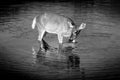 Black and White Photo of a Mule Deer feeding on the watermilfoil on the bottom of Fishercap Lake, Glacier National Park