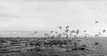 Black and white photo of flock of Seagulls in Beaumaris