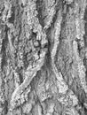 black and white photo of an old oak bark Royalty Free Stock Photo