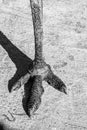 Black and white photo of an ostrich foot