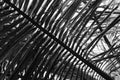 Black and white photo of palm tree leaf