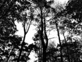 Black and white photo of the pine forest Royalty Free Stock Photo