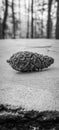 Black and white photo of a pinecone on a rock in the forest Royalty Free Stock Photo