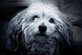 Black and white photo of a poodle dog Charley Royalty Free Stock Photo